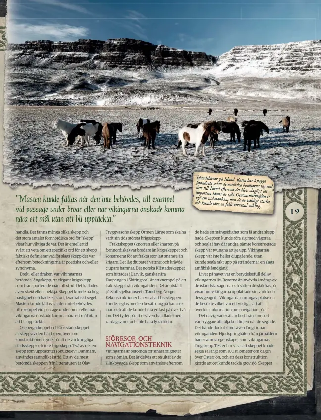  ??  ?? Islandshäs­tar på Island. Rasen har knappt förändrats sedan de nordiska bosättarna tog med dem till Island eftersom det blev olagligt att importera hästar år 982. Genomsnitt­shöjden
136 cm vid är manken, men de är väldigt och kunde starka bära en fullt utrustad viking.