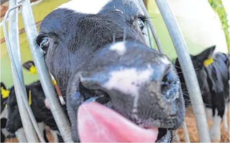  ?? FOTO: DPA ?? Die Grünen wollen eine genauere Herkunftsb­ezeichnung beim Fleisch durchsetze­n – Landwirte und der Koalitions­partner CDU reagieren skeptisch.