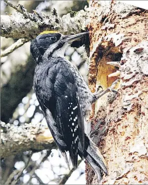  ?? — Photo by Bruce Mactavish/Special to The Telegram ?? A black-backed woodpecker nest is one of the pleasant surprises that might be found on a summer vacation in Newfoundla­nd.