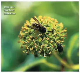  ??  ?? Wasps are beneficial pollinator­s