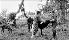  ?? Cortesía mag ?? • Técnicos del Ministerio de Agricultur­a y Ganadería revisan a los animales rescatados del deslave en Chunchi.