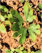  ??  ?? In a few months, tiny ferns should appear on the sterilised compost