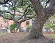  ?? BRIDGET GRUMET/AMERICAN-STATESMAN ?? Several legacy oak trees stand outside UT’s Steve Hicks School of Social Work building.