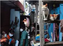 ?? —AP ?? Purr-using the street: Kittens sitting on a stair case as health workers screen people for Covid-19 symptoms at Dharavi, one of Asia’s biggest slums, in Mumbai.
