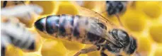  ?? FOTO: PATRICK SEEGER / DPA ?? Eine Bienenköni­gin auf einer Wabe.