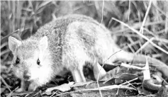  ??  ?? This handout picture shows a northern bettong (bettongia tropica) at a wildlife care house in Ravenshoe, Queensland. — AFP photo