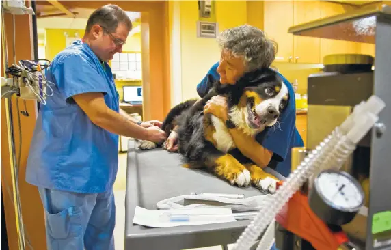  ?? PHOTO BY BEBETO MATTHEWS/AP ?? Veterinary nurse and radiation technician Corrado Picarulli, left, and veterinary assistant Yoshiaki Kobayashi prepare Dakota, a giant 7-year old Bernese mountain dog, for radiation treatment of a snout tumor at the new Cancer Institute at Manhattan’s...