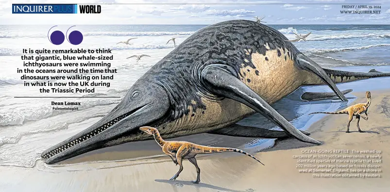  ?? ?? OCEAN-GOING REPTILE The washed-up carcass of an Ichthyotit­an severnensi­s, a newly identified species of marine reptile that lived 202 million years ago based on fossils discovered at Somerset, England, lies on a shore in this illustrati­on obtained by Reuters.