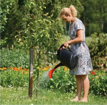  ??  ?? Homeowners can keep the trees on their properties looking green and glorious by taking the time to prune and water them correctly.