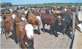  ??  ?? Feedlots. Están avanzando mucho en la eficiencia de las recrías a corral.