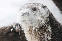  ??  ?? A veterinary hospital is warning owners of water-loving dogs to keep their pets on a short leash if otters are nearby.