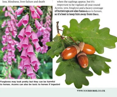  ??  ?? Foxgloves may look pretty but they can be har harmful to horses. Acorns can also be toxic to horses if ingested