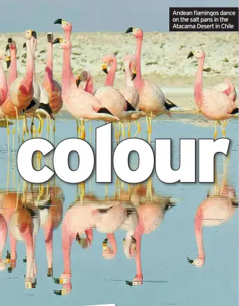  ?? Atacama Desert in Chile ?? Andean flamingos dance on the salt pans in the