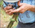  ??  ?? Master Naturalist Juan Sanchez uses a magnifying loupe to identify lichen growing on an old branch.