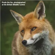  ??  ?? Frodo the fox, photograph­ed at the British Wildlife Centre