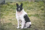  ??  ?? The black-and-white mutt, long a presence in a Tallinn neighborho­od, was missed so much residents immortaliz­ed him with a statue.