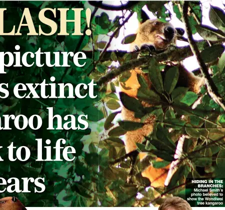  ??  ?? HIDING IN THE BRANCHES: Michael Smith’s photo believed to show the Wondiwoi tree kangaroo