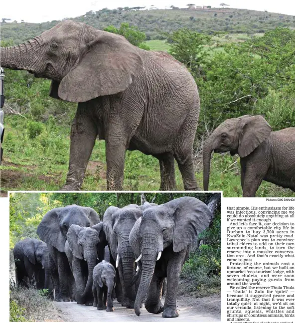  ?? Picture: SUKI DHANDA ?? On a mission to save these gentle giants: Lawrence — inset with Françoise — greets one of the elephants on their Thula Thula reserve (main picture). Above, the herd trek through the bush