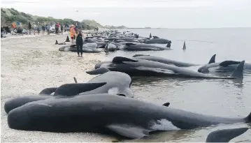  ?? TIM CUFF / NEW ZEALAND HERALD VIA THE ASSOCIATED PRESS ?? Long-finned pilot whales are stranded at the tip of New Zealand’s south island Friday. Busloads of volunteers tried to save as many of the 416 as they could, but 276 died shortly after being beached. The rescue was to continue Saturday.