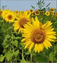  ?? BARRY TAGLIEBER — FOR MEDIANEWS GROUP ?? New sunflowers are planted every year by owner Rick Frey and helpers.