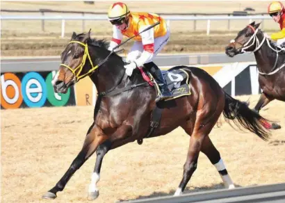  ?? Picture: JC Photograph­ic ?? SURPRISE. Royal Cavalier from Roy Magner’s yard could be a surprise package in Race 7 at the Vaal Classic track tomorrow.