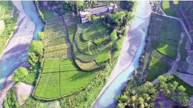  ?? PICTURE: XINHUA ?? SUITABLE ENVIRONMEN­T: A tea plantation in Enshi, in central China’s Hubei Province.