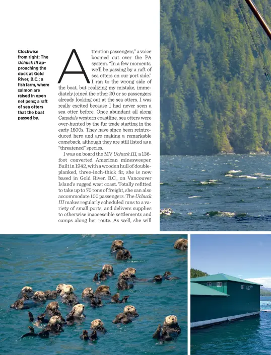  ??  ?? Clockwise from right: The Uchuck III approachin­g the dock at Gold River, B.C.; a fish farm, where salmon are raised in open net pens; a raft of sea otters that the boat passed by.