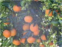  ?? PHOTO: PHILIPPE COQUERAND ?? DEMAND: Strong citrus sales have offset a challengin­g season in Morocco.