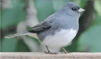  ?? BRIAN MORIN ?? The Dark-eyed Junco is a regular sight at bird feeders in the fall and early winter.