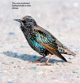  ??  ?? This is what an individual Starling looks like in winter plumage