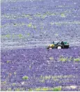  ?? ?? Harvesting of the fragrant crop has begun at Norfolk Lavender in Heacham, Norfolk