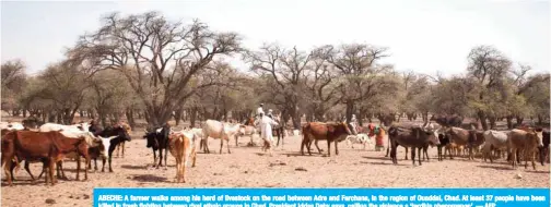  ?? — AFP ?? ABECHE: A farmer walks among his herd of livestock on the road between Adre and Farchana, in the region of Ouaddai, Chad. At least 37 people have been killed in fresh fighting between rival ethnic groups in Chad, President Idriss Deby says, calling the violence a ‘terrible phenomenon’.