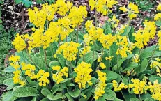  ??  ?? Returning beauty: Primula veris ‘Hose in Hose’ had disappeare­d but is making a comeback, top Maurandya ‘Magic Dragon’