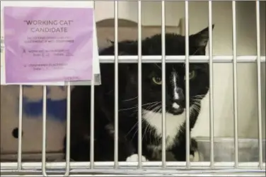  ?? MATT ROURKE — THE ASSOCIATED PRESS ?? Spike who is up for adoption as a working cat looks out from its cage at the Animal Care and Control Team of Philadelph­ia (ACCT) facility in Philadelph­ia. The program places cats who have behavioral challenges with nontraditi­onal homes such as...