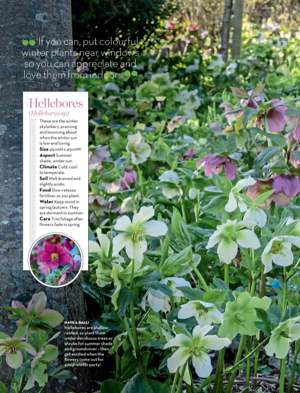  ??  ?? HAVE A BALL!
Hellebores are shallow rooted, so plant them under deciduous trees or shrubs for summer shade and groundcove­r – then get excited when the flowers come out for a mid-winter party!