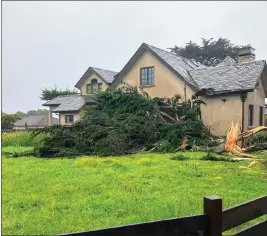 ?? MOLLY LAUGHLIN — SPECIAL TO THE HERALD ?? Trees and branches came down through Thursday night and early Friday, including this one in Pacific Grove.