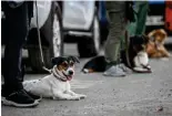  ?? ?? Participan­ts and their dogs taking part in a search and rescue program.