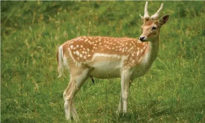  ?? Photograph: Alamy ?? Researcher­s said the risk was not just linked to exotic wild animals but also deer killed closer to home for venison.