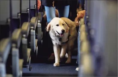  ?? Julio Cortez / Associated Press file photo ?? In 2017, a service dog strolls through the aisle inside a United Airlines plane at Newark Liberty Internatio­nal Airport while taking part in a training exercise in Newark, N.J. The Transporta­tion Department issued a final rule on Wednesday covering service animals. The rule says only dogs can qualify, and they have to be specially trained to help a person with disabiliti­es.