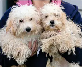  ?? ?? Two by two: A pair of cockapoos arrive at the rescue centre