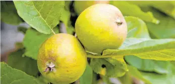  ?? FOTO: ANDREA WARNECKE/DPA ?? Hat ein Obstbaum zu viele oder unterentwi­ckelte Früchte, lässt er sie im Juni fallen.