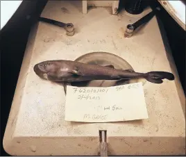  ?? [THE ASSOCIATED PRESS] ?? This image provided by the National Oceanic Atmospheri­c Administra­tion National Marine Fisheries Service shows a 5.5-inch rare pocket shark. A new species of the shark found in the Gulf of Mexico squirts little glowing clouds into the ocean.