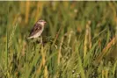  ?? Photograph: Luke Dray/Getty ?? A red-billed quelea in a rice field. The organophos­phate fenthion is sprayed to kill the birds.
Images