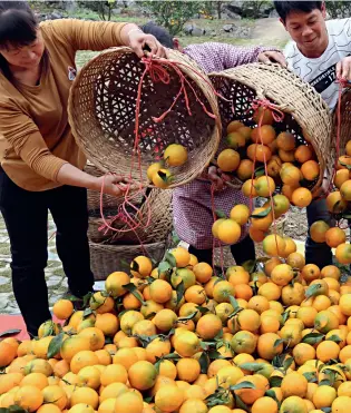  ??  ?? In early November 2019, villagers in Fengji Village, Guangxi Zhuang Autonomous Region, gather picked oranges.