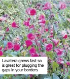  ??  ?? Lavatera grows fast so is great for plugging the gaps in your borders