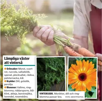  ?? FOTO: MOSTPHOTOS ?? VINTERSÅDD. Morötter, dill och ringblomma passar bra.