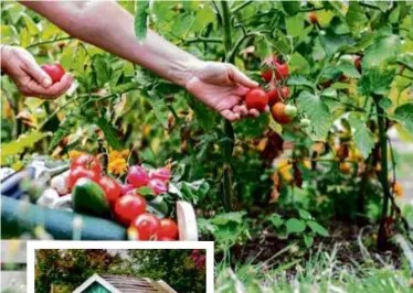  ??  ?? Tomaten uit eigen moestuin.