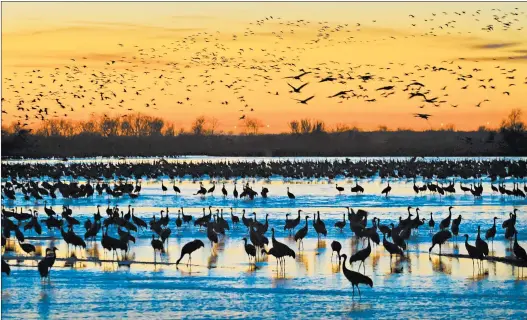  ?? NEBRASKA TOURISM PHOTOS ?? As darkness falls, sandhill cranes migrating through Nebraska circle the Platte River in massive flocks, looking for sandbars in the shallow waters where they can overnight.