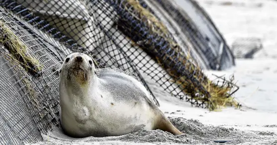  ?? PHOTO: PETER MCINTOSH ?? Sea lion Moana rests at the base of the sand sausages at St Clair Beach, in Dunedin, yesterday afternoon.
The Department of Conservati­on confirmed this was Moana, one of Dunedin’s female sea lions, descended from Mum, who has a statue in her honour in The Esplanade nearby.
An older female, Moana was known to spend time at St Clair.
Doc biodiversi­ty ranger Jim Fyfe said a 4yearold, Doris, had also spent time at the beach recently.
More than 30 breedingag­e females (4 years old and older) were among the Dunedin population this year, but not all breedingag­e females would have pups.
This summer was the most successful breeding season for the threatened species since it returned to Dunedin shores about 30 years ago.
Doc staff, along with the New Zealand Sea Lion Trust and Te Runanga o Otakou, tagged 20 pups from St Kilda to Warrington. The threshold for Doc to declare Dunedin a breeding colony is 35 pups a year over five years.