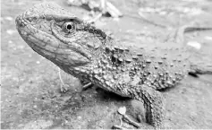  ??  ?? This undated handout photo released by the WWF and taken by Dr Thomas Ziegler shows a Vietnamese crocodile lizard (Shinisauru­s crocodilur­us vietnamens­is) in Vietnam. — AFP photos